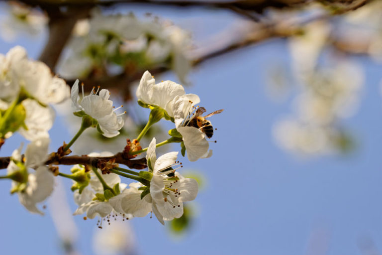 pollinisation-abeille-768x512